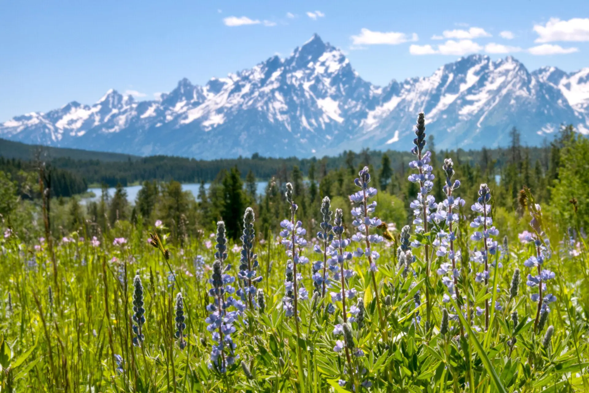 Lupine at Emma Matilda Lake - Stephen Williams Photography, Jackson Wyoming