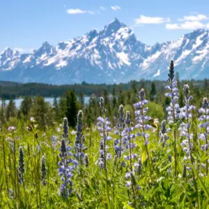 Lupine at Emma Matilda Lake