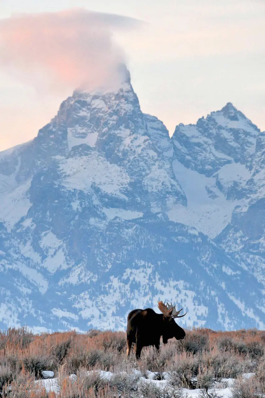 Bull Moose and the Grand - Stephen Williams Photography, Jackson Wyoming