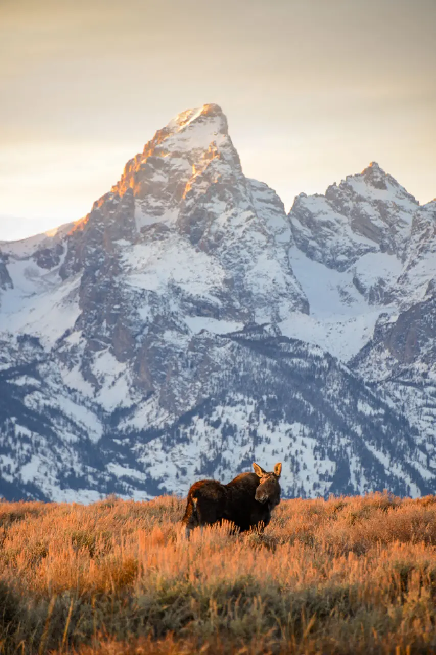 Moose and the Grand - Stephen Williams Photography