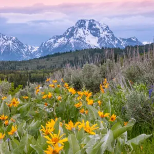 Spring Wildflowers and Mount Moran