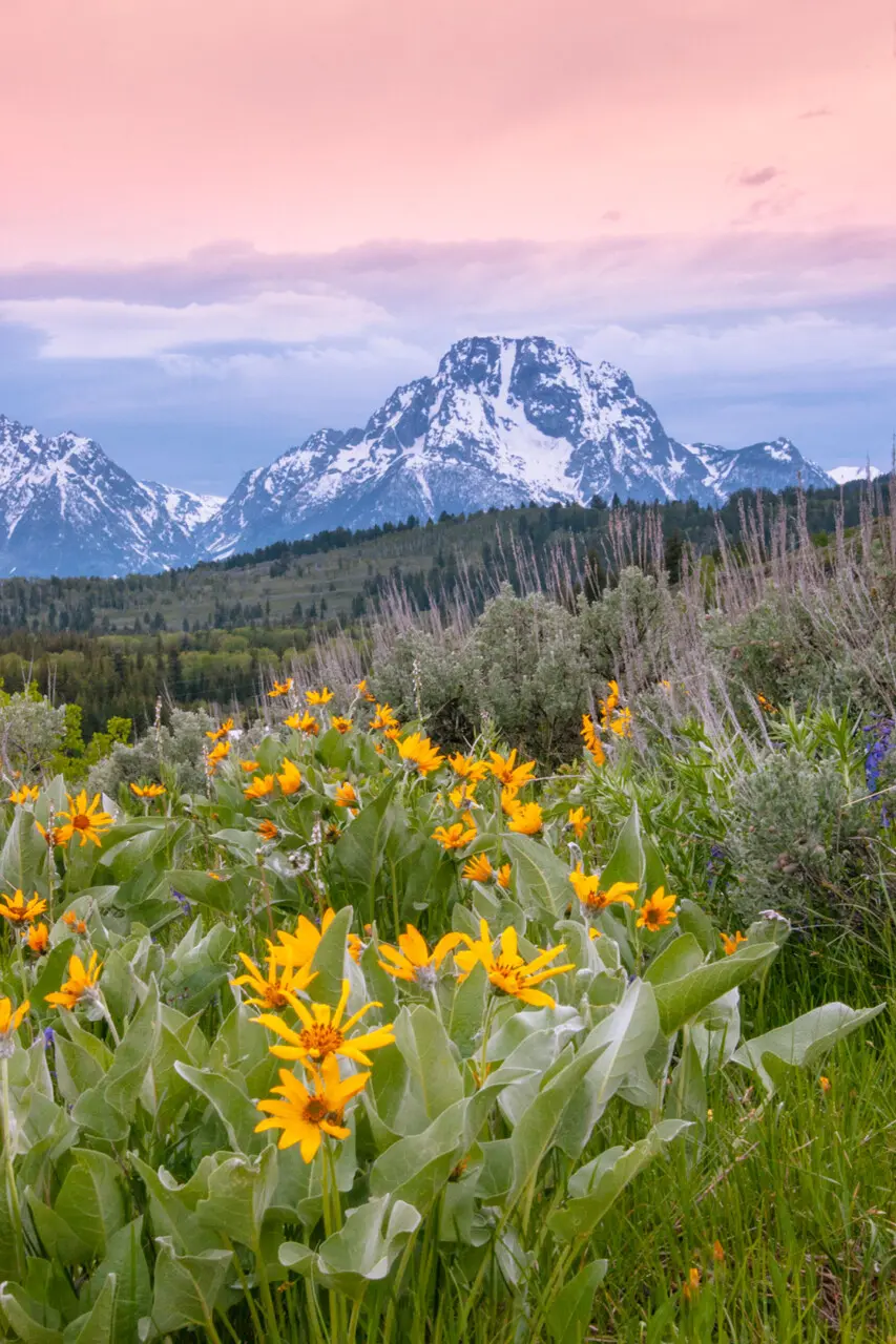 Spring Wildflowers and Mount Moran - Stephen Williams Photography