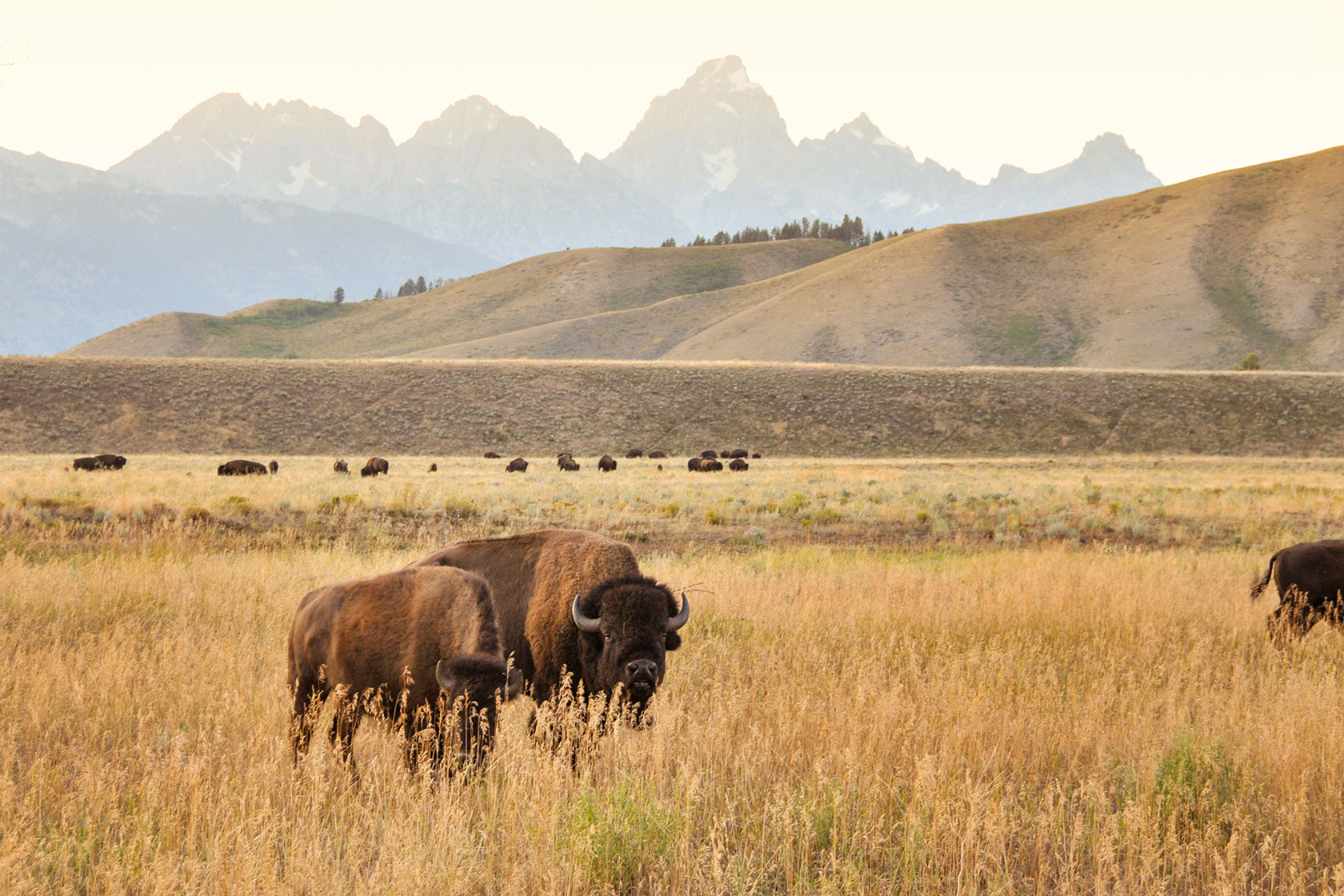 Home on the Range - Stephen Williams Photography, Jackson Wyoming