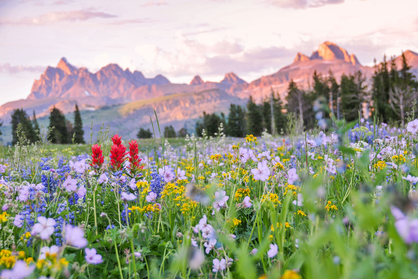 Wildflowers on Death Canyon Shelf - Stephen Williams Photography, Jackson Wyoming