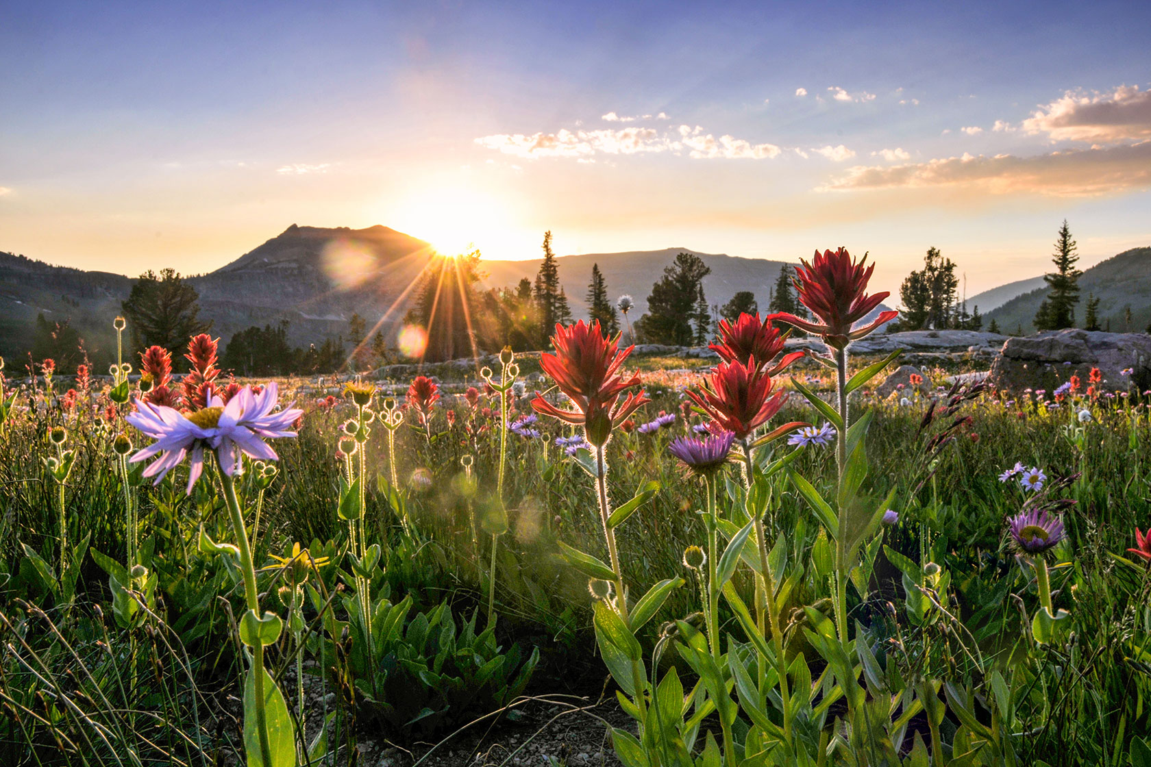 Indian Paintbrush Sunset - Stephen Williams Photography, Jackson Wyoming