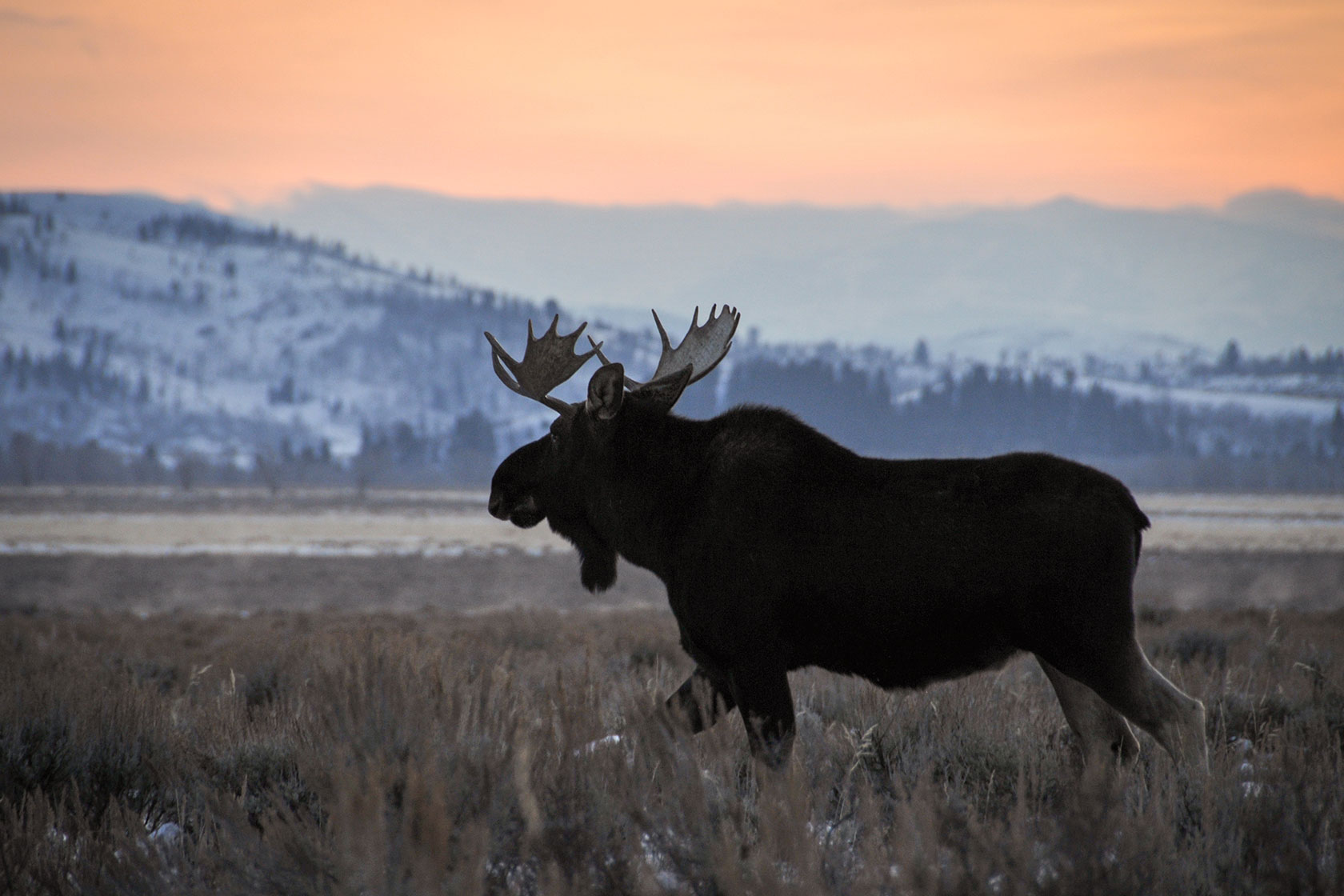 Silhouette of a Bull - Stephen Williams Photography