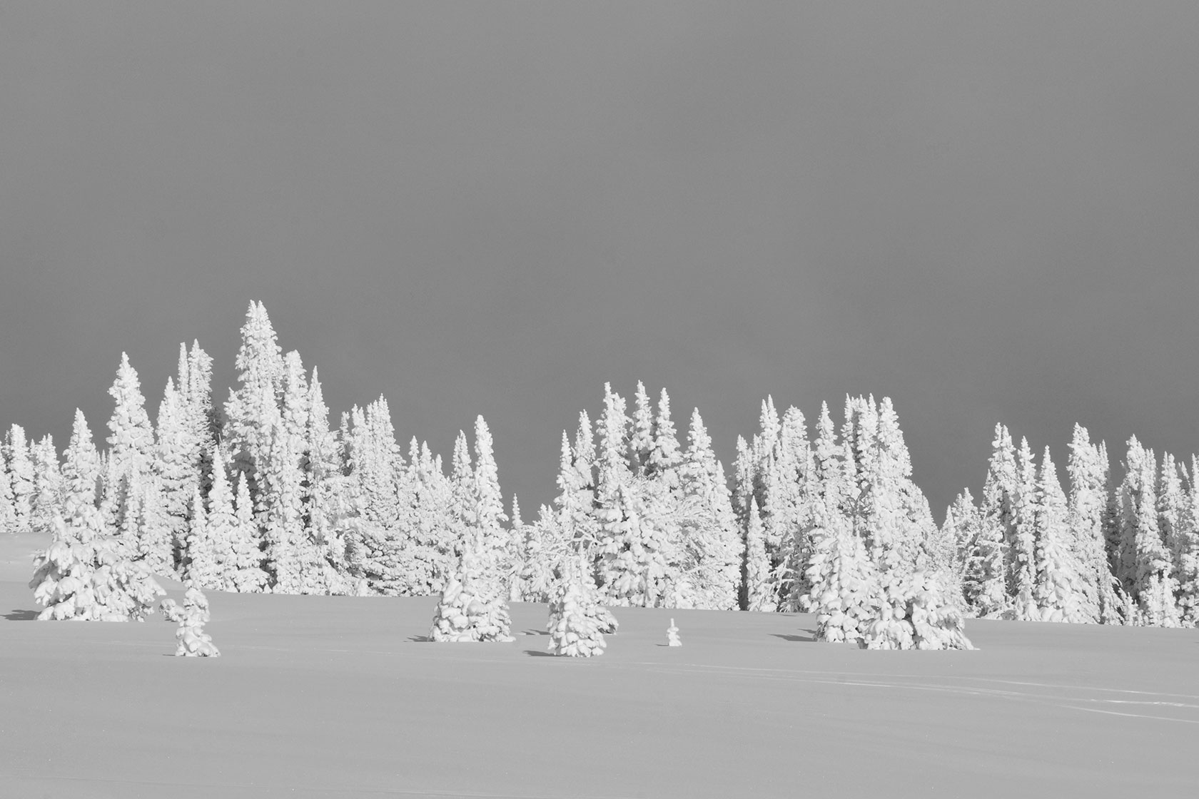 Shades of Winter - Stephen Williams Photography, Jackson Wyoming