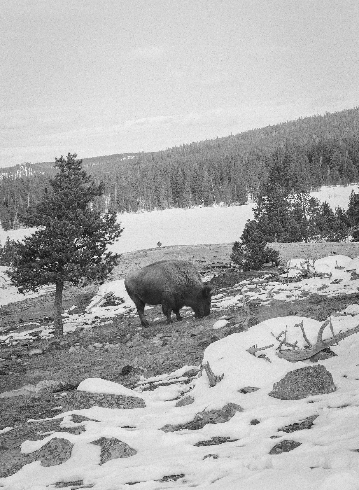 Yellowstone in Winter on Film