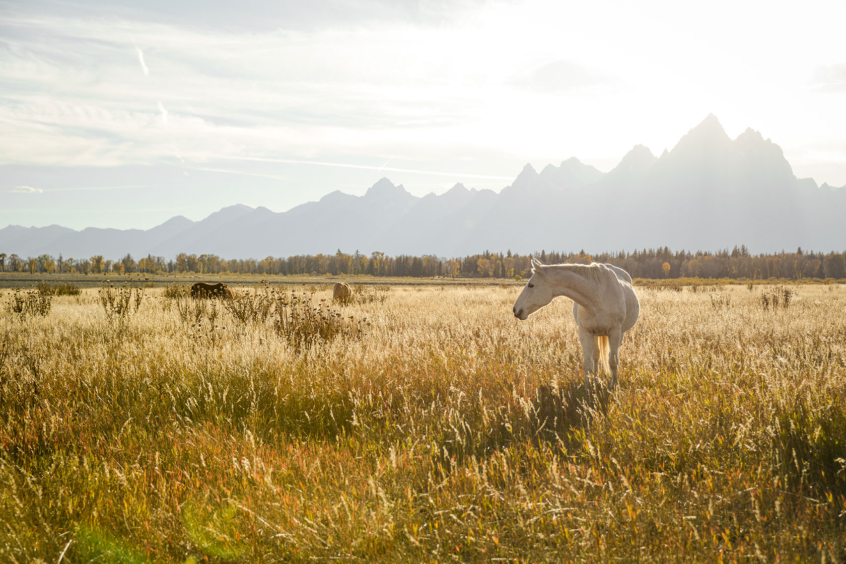 Golden Hour - Stephen Williams Photography